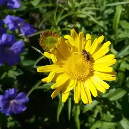 Foto von Ochsenauge (Buphthalmum salicifolium)