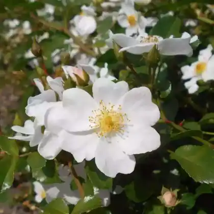 Foto von Bodendecker-Rose 'Apfelblüte' (Rosa 'Apfelblüte')