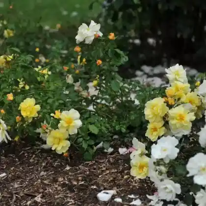 Foto von Bodendecker-Rose 'Celina' (Rosa 'Celina')