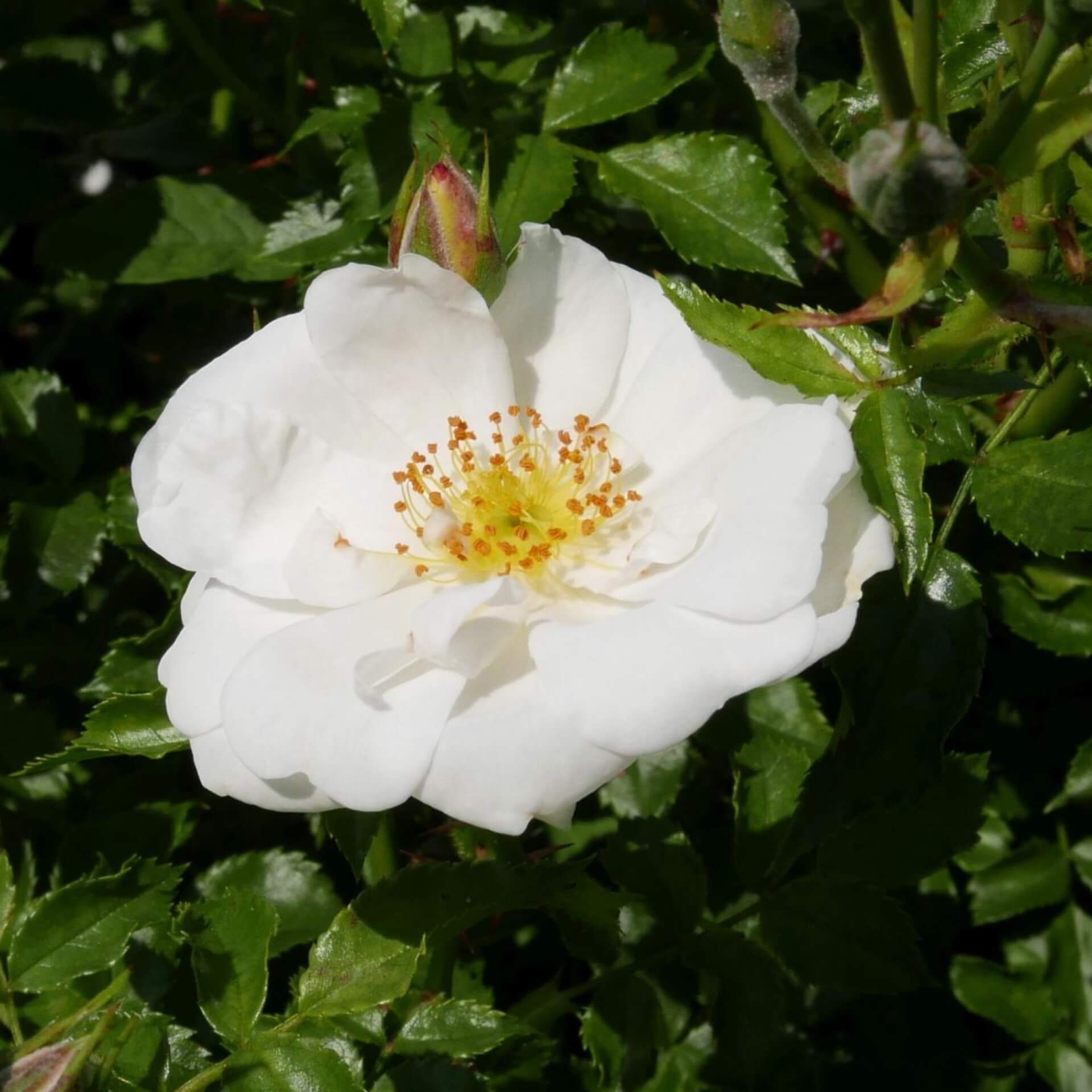 Bodendecker-Rose 'Diamant' (Rosa 'Diamant')
