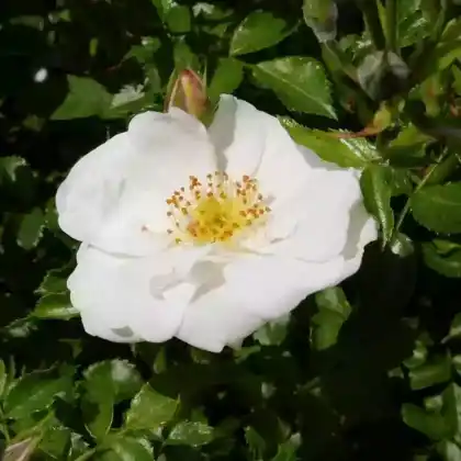 Foto von Bodendecker-Rose 'Diamant' (Rosa 'Diamant')