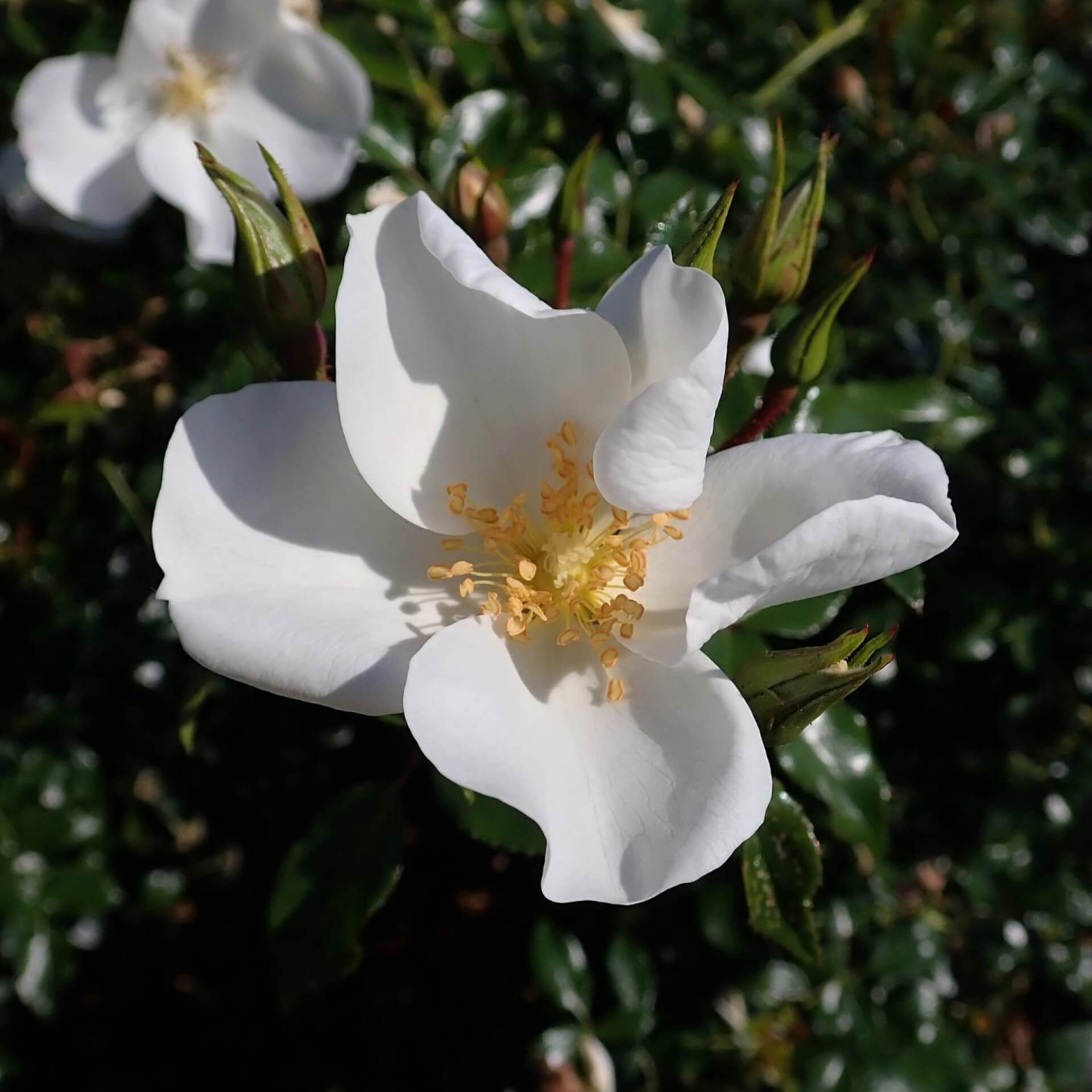 Bodendecker-Rose 'Escimo' (Rosa 'Escimo')