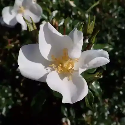 Foto von Bodendecker-Rose 'Escimo' (Rosa 'Escimo')