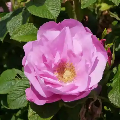 Foto von Bodendecker-Rose 'Foxi' (Rosa 'Foxi')