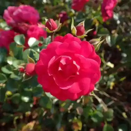 Foto von Bodendecker-Rose 'Gärtnerfreude' (Rosa 'Gärtnerfreude')