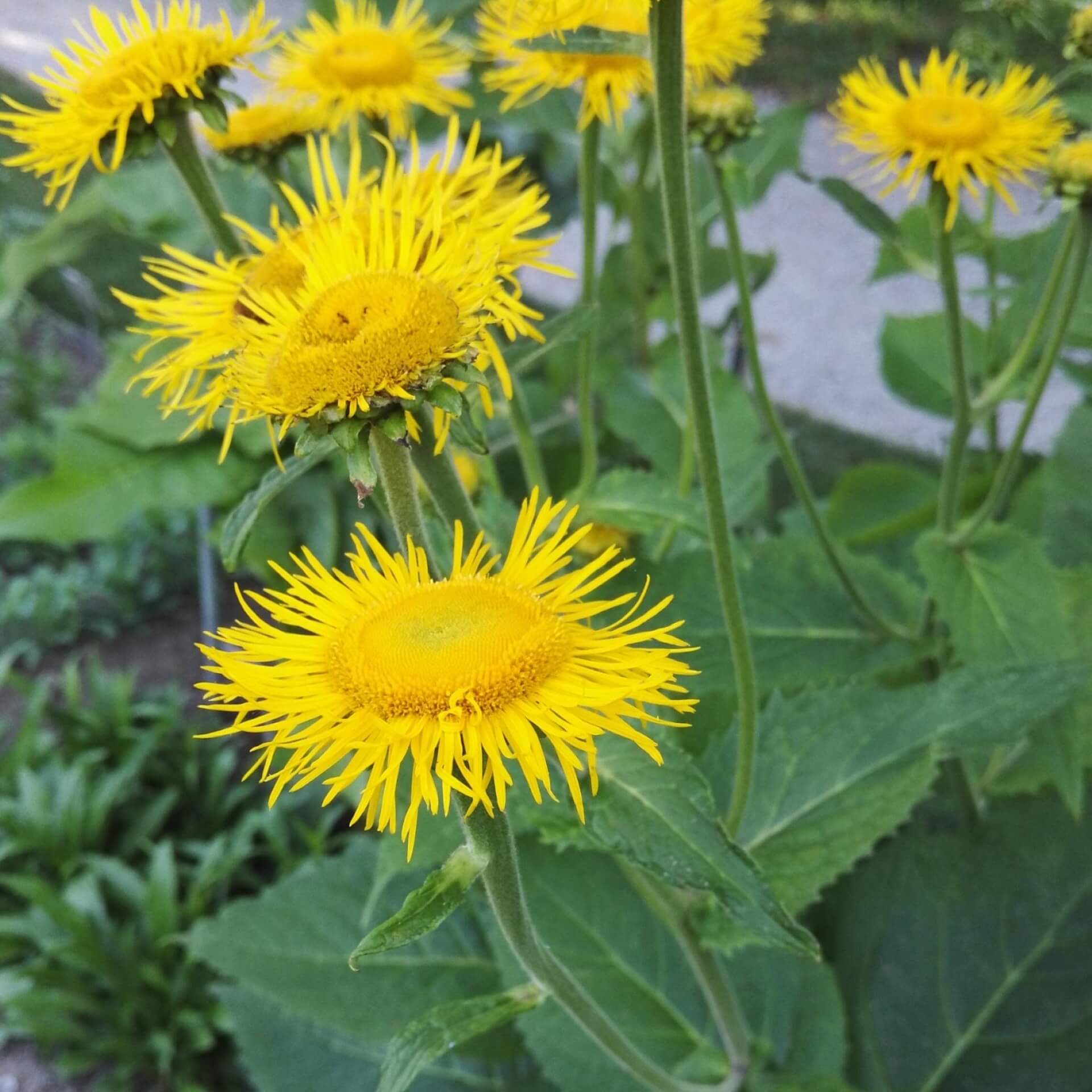 Große Telekie (Buphthalmum speciosum)