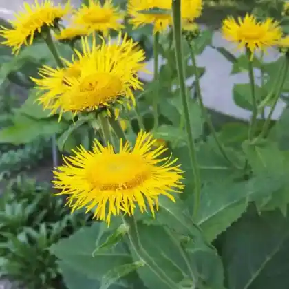 Foto von Große Telekie (Buphthalmum speciosum)