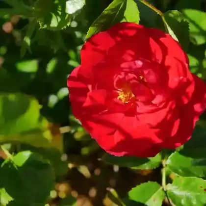 Foto von Bodendecker-Rose 'Heidefeuer' (Rosa 'Heidefeuer')