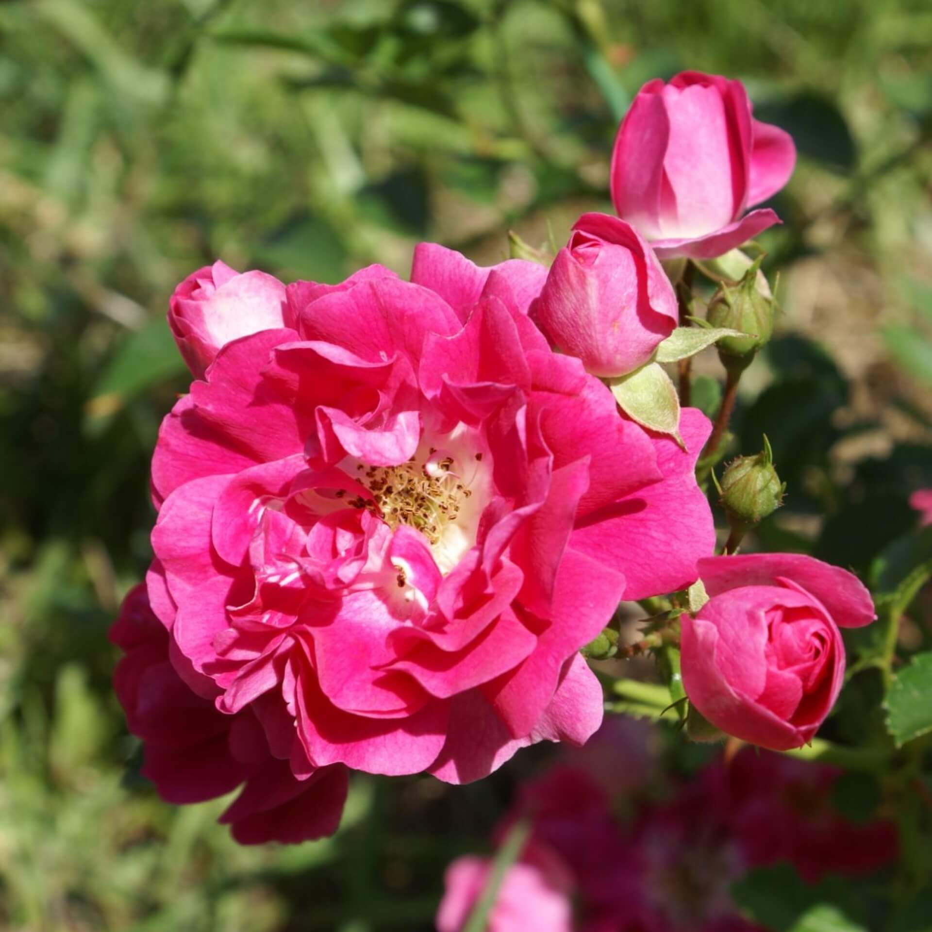 Bodendecker-Rose 'Heidetraum' (Rosa 'Heidetraum')