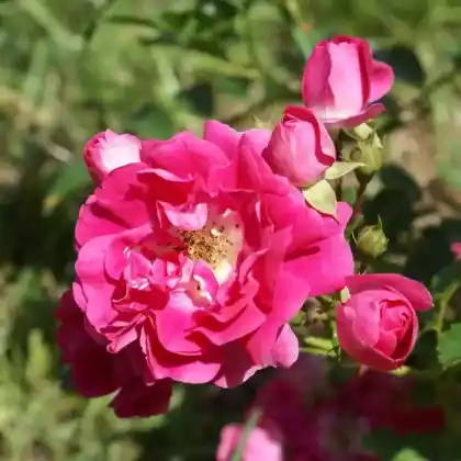 Foto von Bodendecker-Rose 'Heidetraum' (Rosa 'Heidetraum')