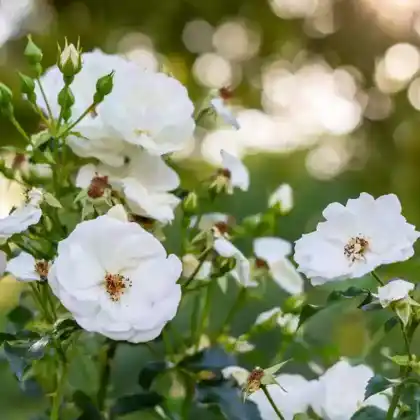 Foto von Bodendecker-Rose 'Innocencia' (Rosa 'Innocencia')