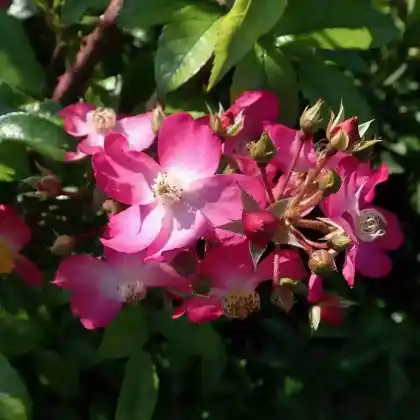 Foto von Bodendecker-Rose 'Juanita' (Rosa 'Juanita')