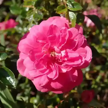 Foto von Bodendecker-Rose 'Knirps' (Rosa 'Knirps')