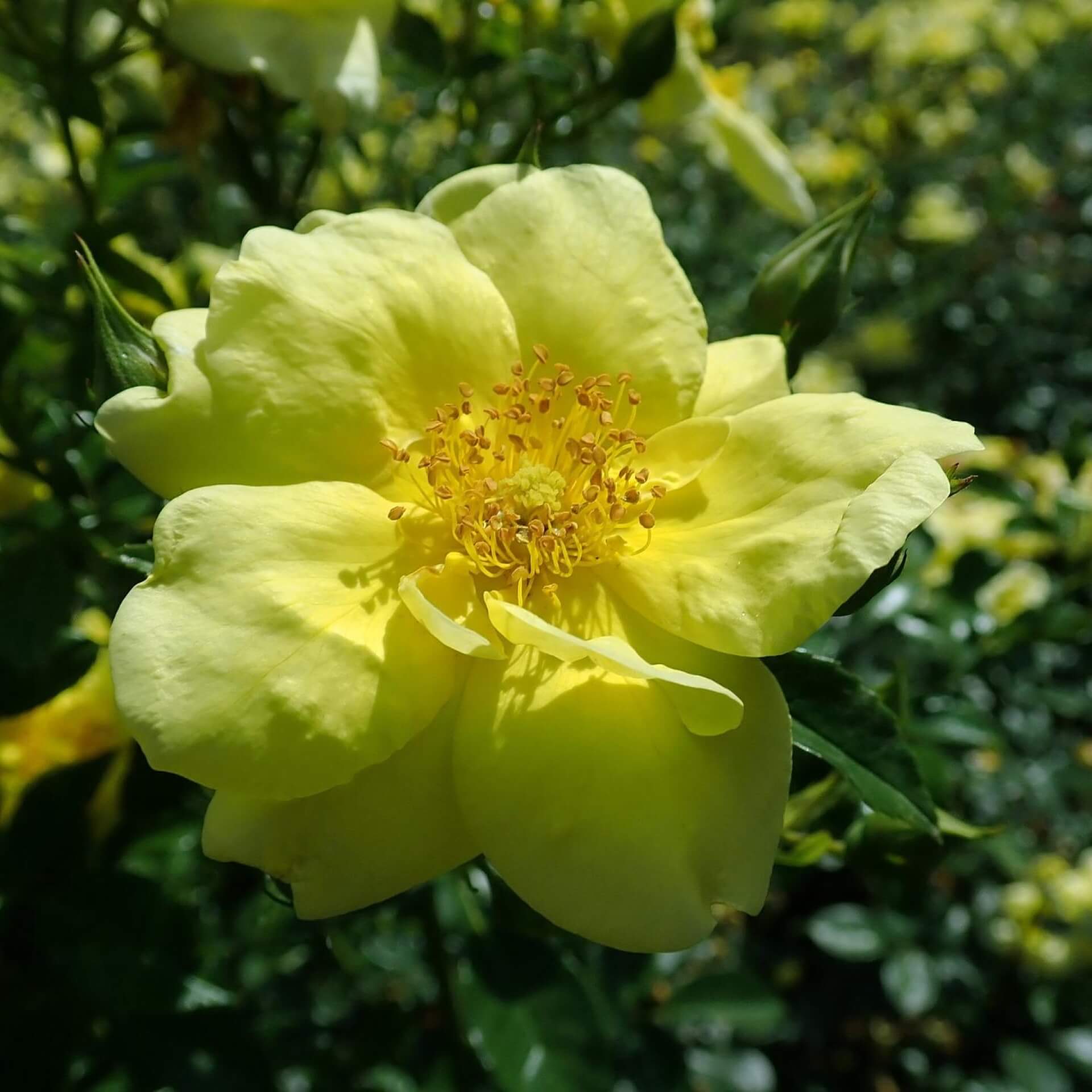 Kleinstrauch-Rose 'Loredo' (Rosa 'Loredo')