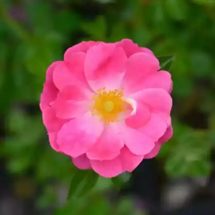 Foto von Kleinstrauch-Rose 'Magic Meidiland' (Rosa 'Magic Meidiland')
