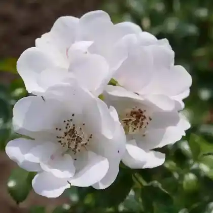 Foto von Kleinstrauch-Rose 'Nemo' (Rosa 'Nemo')