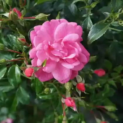 Foto von Bodendecker-Rose 'Palmengarten Frankfurt' (Rosa 'Palmengarten Frankfurt')