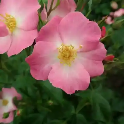 Foto von Kleinstrauch-Rose 'Phlox Meidiland' (Rosa 'Phlox Meidiland ')
