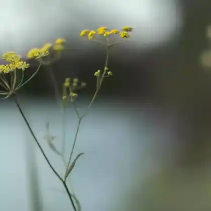 Foto von Sichel-Hasenohr (Bupleurum falcatum)