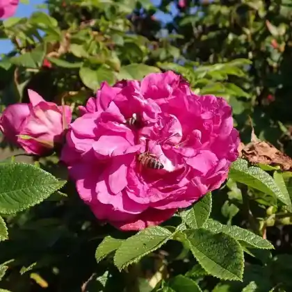Foto von Bodendecker-Rose 'Pierette' (Rosa rugosa 'Pierette')