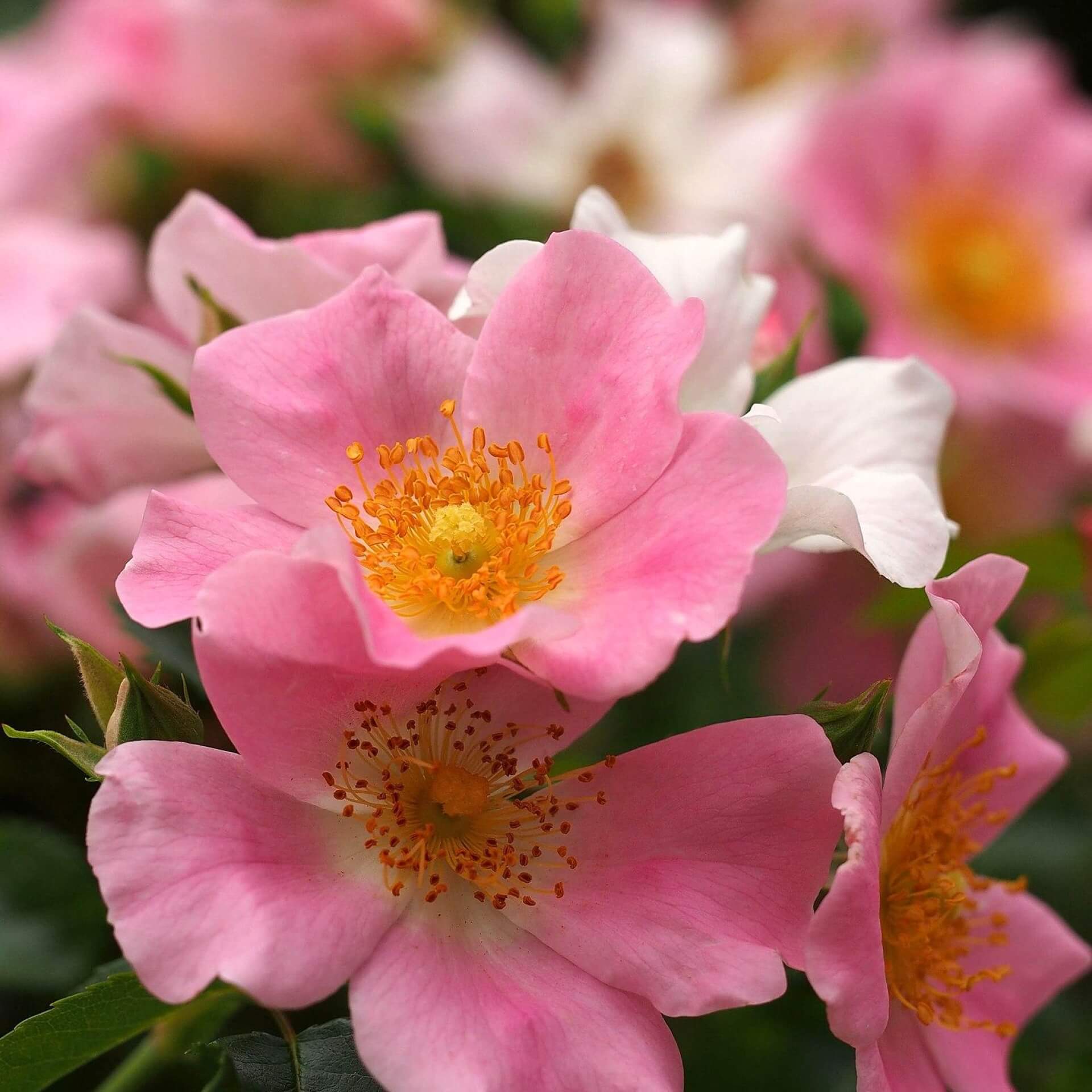 Bodendecker-Rose 'Pink Bassino' (Rosa 'Pink Bassino')