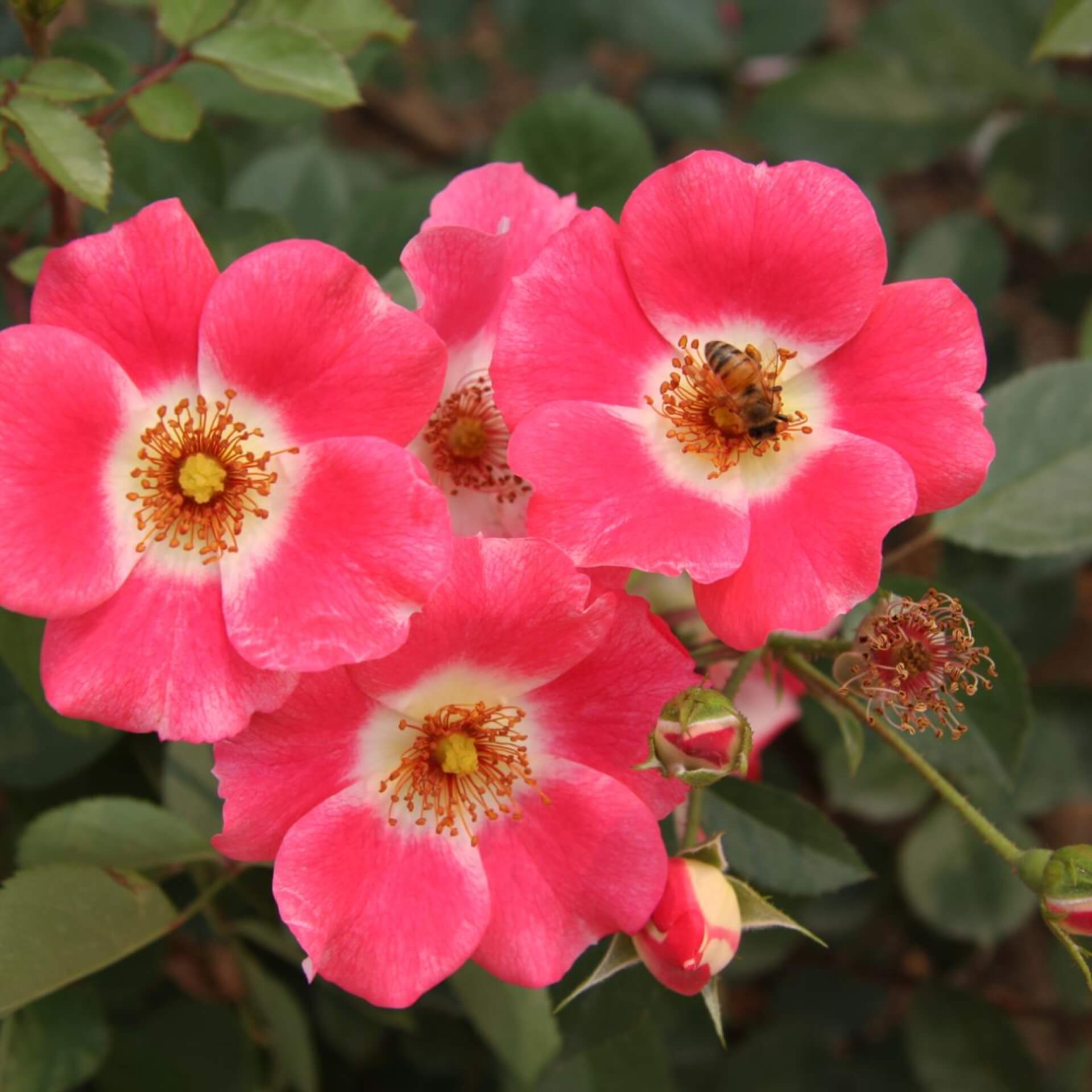 Kleinstrauch-Rose 'Pink Meidiland' (Rosa 'Pink Meidiland')