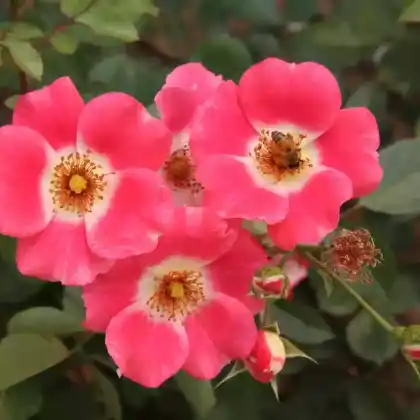 Foto von Kleinstrauch-Rose 'Pink Meidiland' (Rosa 'Pink Meidiland')