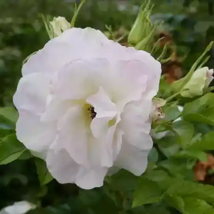 Foto von Kleinstrauchrose 'Polareis' (Rosa 'Polareis')