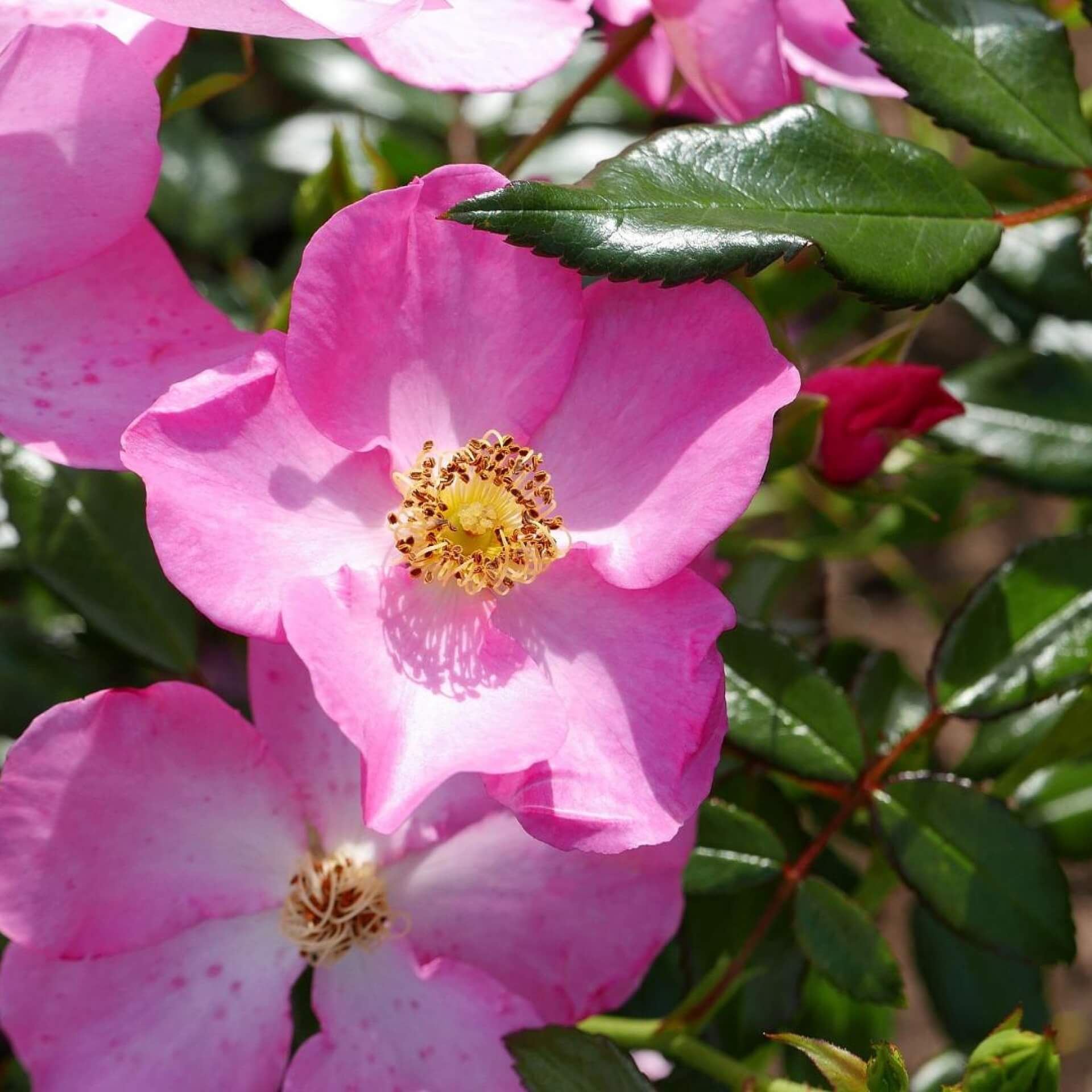 Bodendecker-Rose 'Ravenna' (Rosa 'Ravenna')