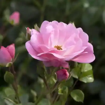 Foto von Bodendeckerrose 'Satina' (Rosa 'Satina')