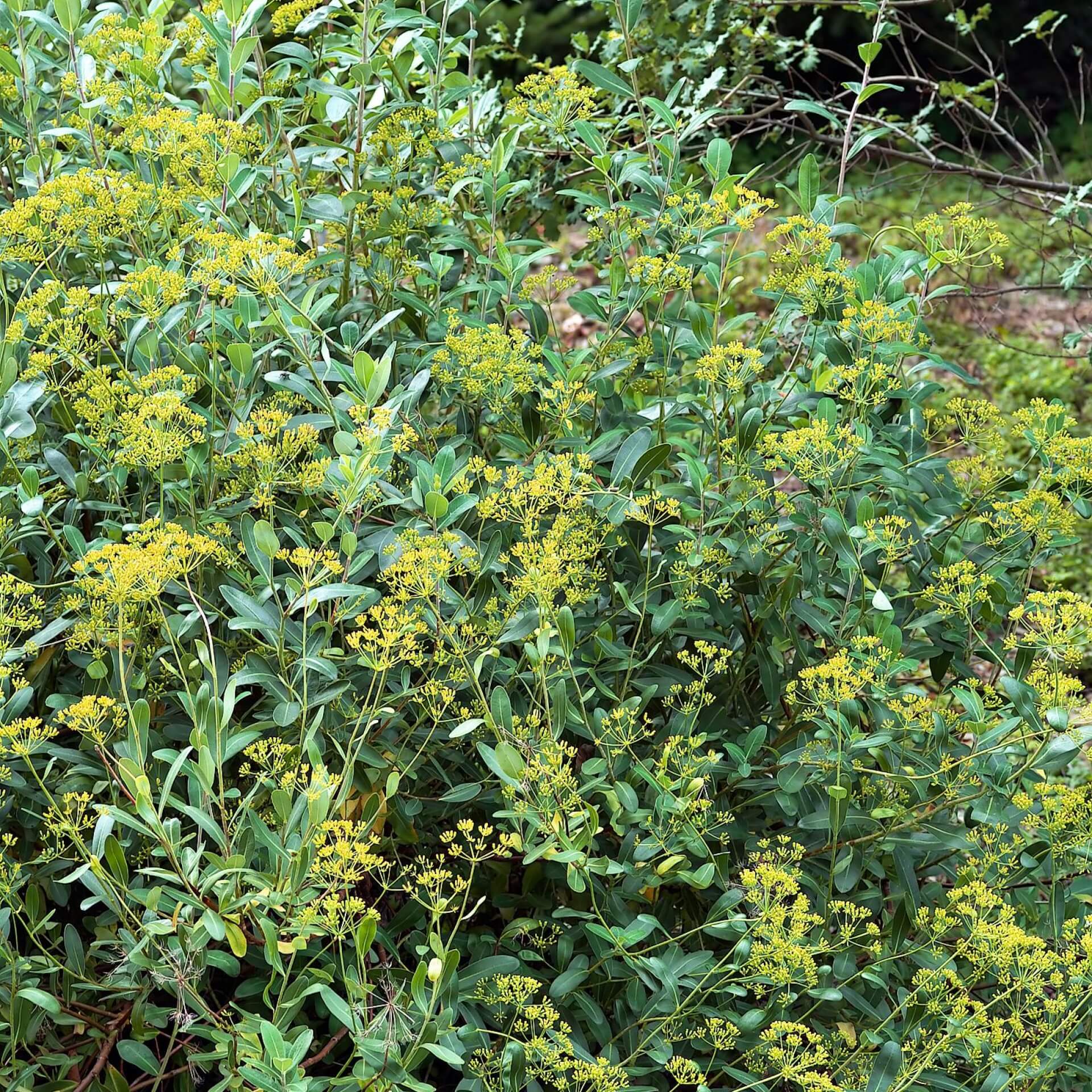 Strauchiges Hasenohr (Bupleurum fruticosum)