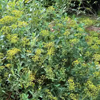 Foto von Strauchiges Hasenohr (Bupleurum fruticosum)