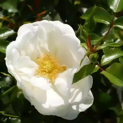 Foto von Kleinstrauch-Rose 'Schneeflocke' (Rosa 'Schneeflocke'')