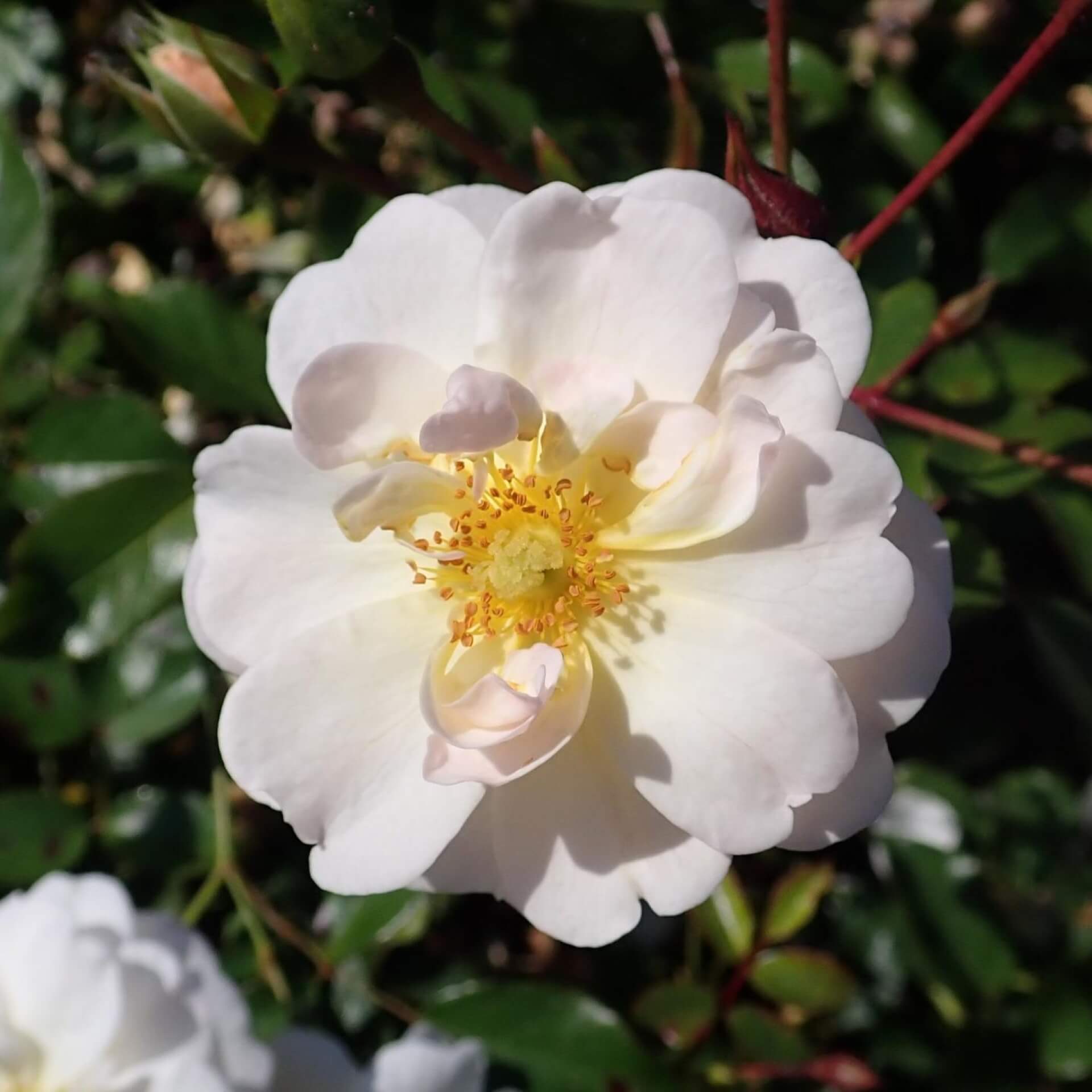 Bodendecker-Rose 'Schneekönigin' (Rosa 'Schneekönigin')