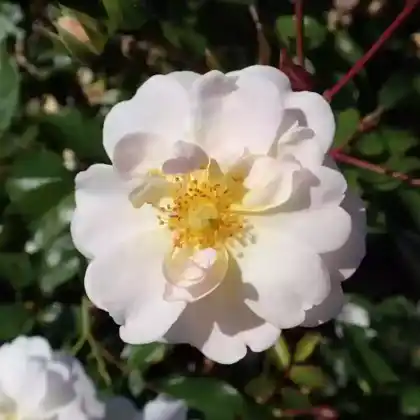 Foto von Bodendecker-Rose 'Schneekönigin' (Rosa 'Schneekönigin')