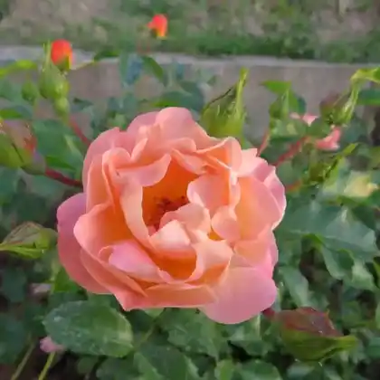 Foto von Bodendecker-Rose 'Sedana' (Rosa 'Sedana')