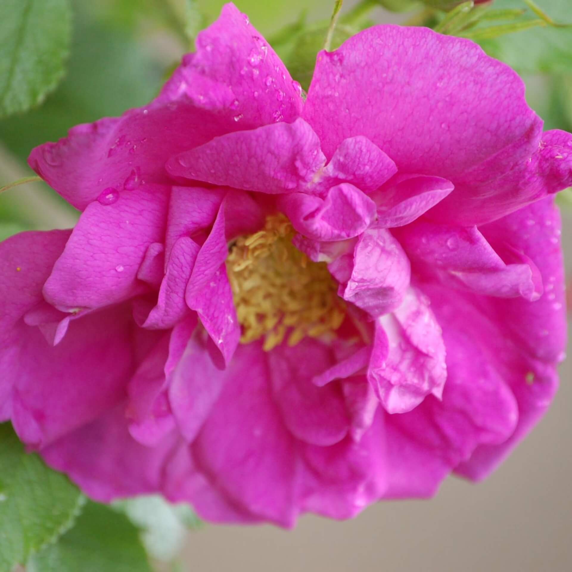 Bodendecker-Rose 'Smart Roadrunner' (Rosa 'Smart Roadrunner')