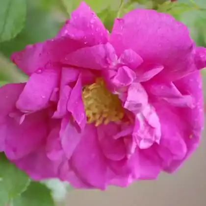 Foto von Bodendecker-Rose 'Smart Roadrunner' (Rosa 'Smart Roadrunner')