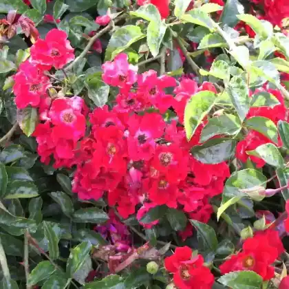 Foto von Bodendecker-Rose 'Sommerabend' (Rosa 'Sommerabend')