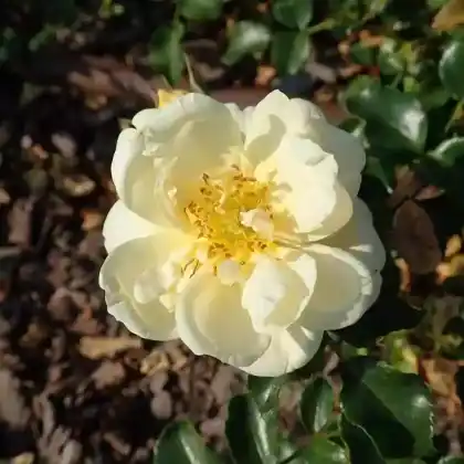 Foto von Bodendecker-Rose 'Sunny Rose' (Rosa 'Sunny Rose')