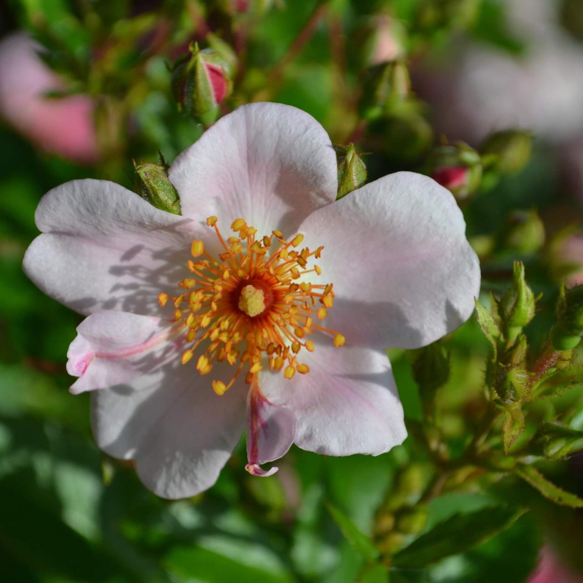 Bodendecker-Rose 'Sweet Haze' (Rosa 'Sweet Haze')