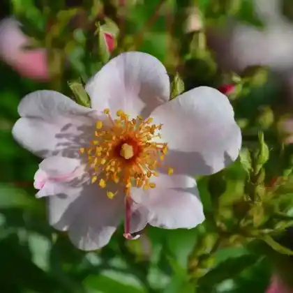 Foto von Bodendecker-Rose 'Sweet Haze' (Rosa 'Sweet Haze')