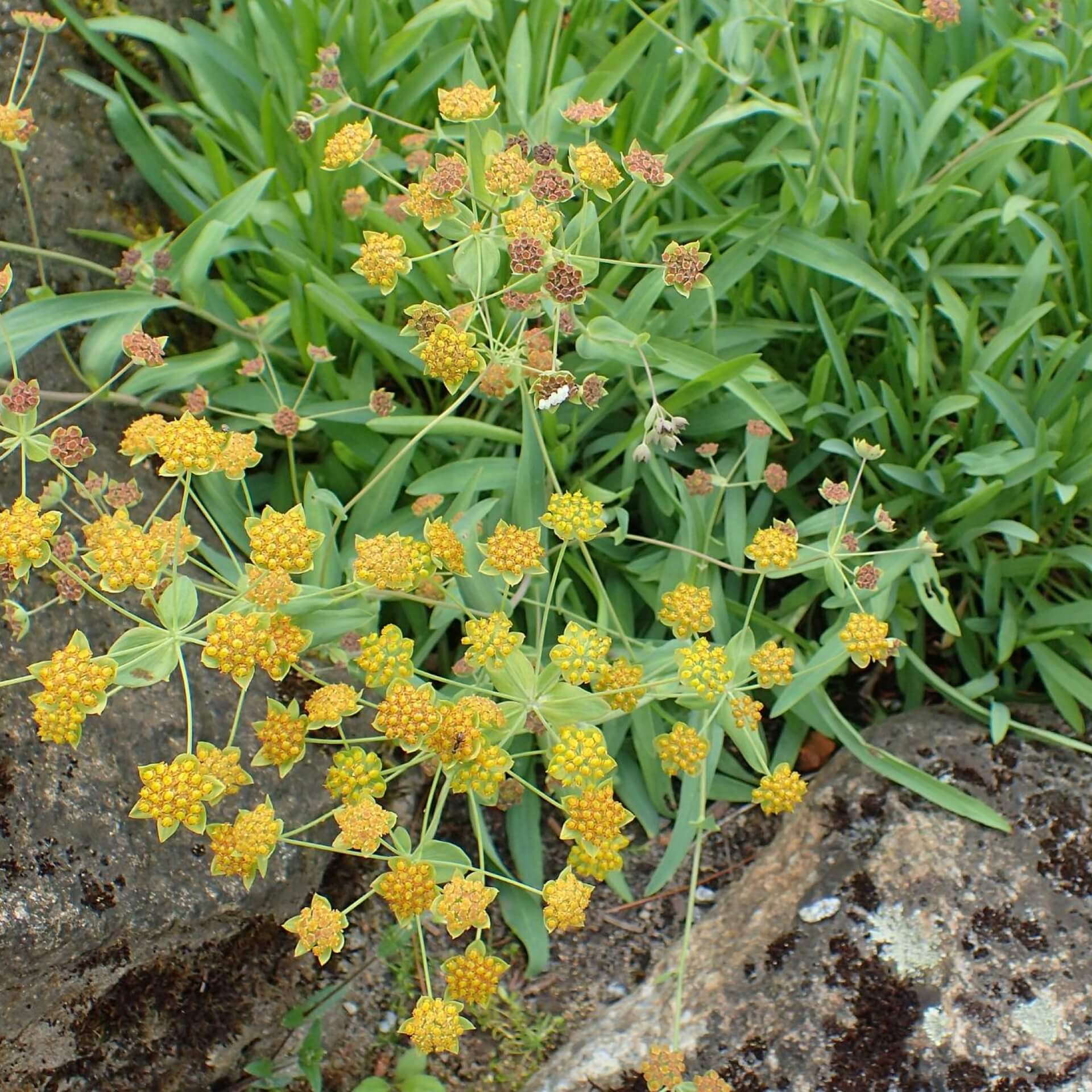 Hahnenfuß-Hasenohr (Bupleurum ranunculoides)