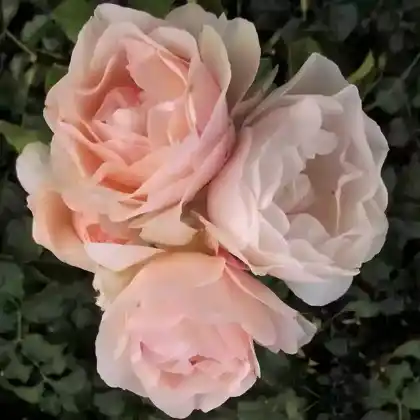 Foto von Bodendecker-Rose 'Sweet Meidiland' (Rosa 'Sweet Meidiland')