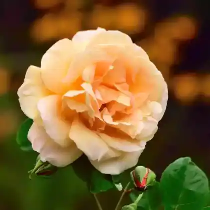 Foto von Kletterrose 'Compassion' (Rosa 'Compassion')