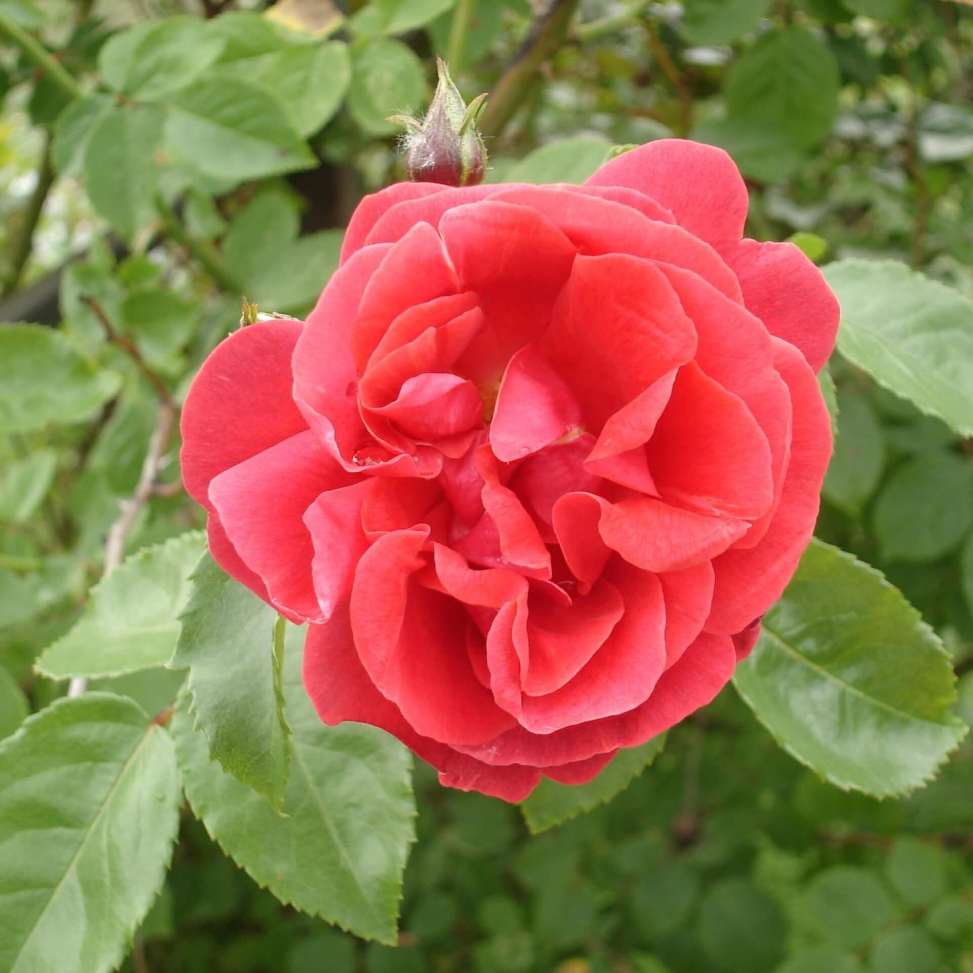 Kletterrose 'Flammentanz' (Rosa 'Flammentanz')