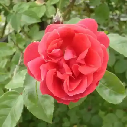 Foto von Kletterrose 'Flammentanz' (Rosa 'Flammentanz')