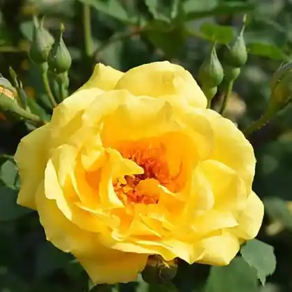 Foto von Kletterrose 'Golden Gate' (Rosa 'Golden Gate')