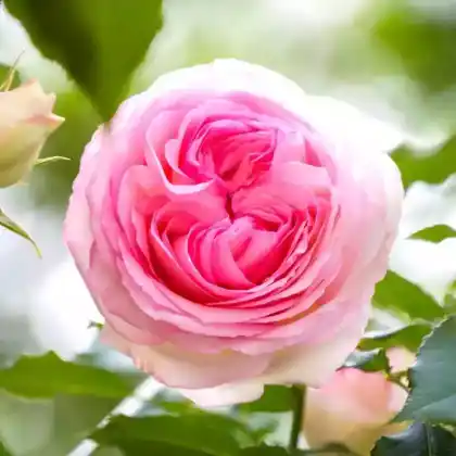 Foto von Kletterrose 'Jasmin' (Rosa 'Jasmina')