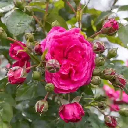 Foto von Kletterrose 'Laguna' (Rosa 'Laguna')